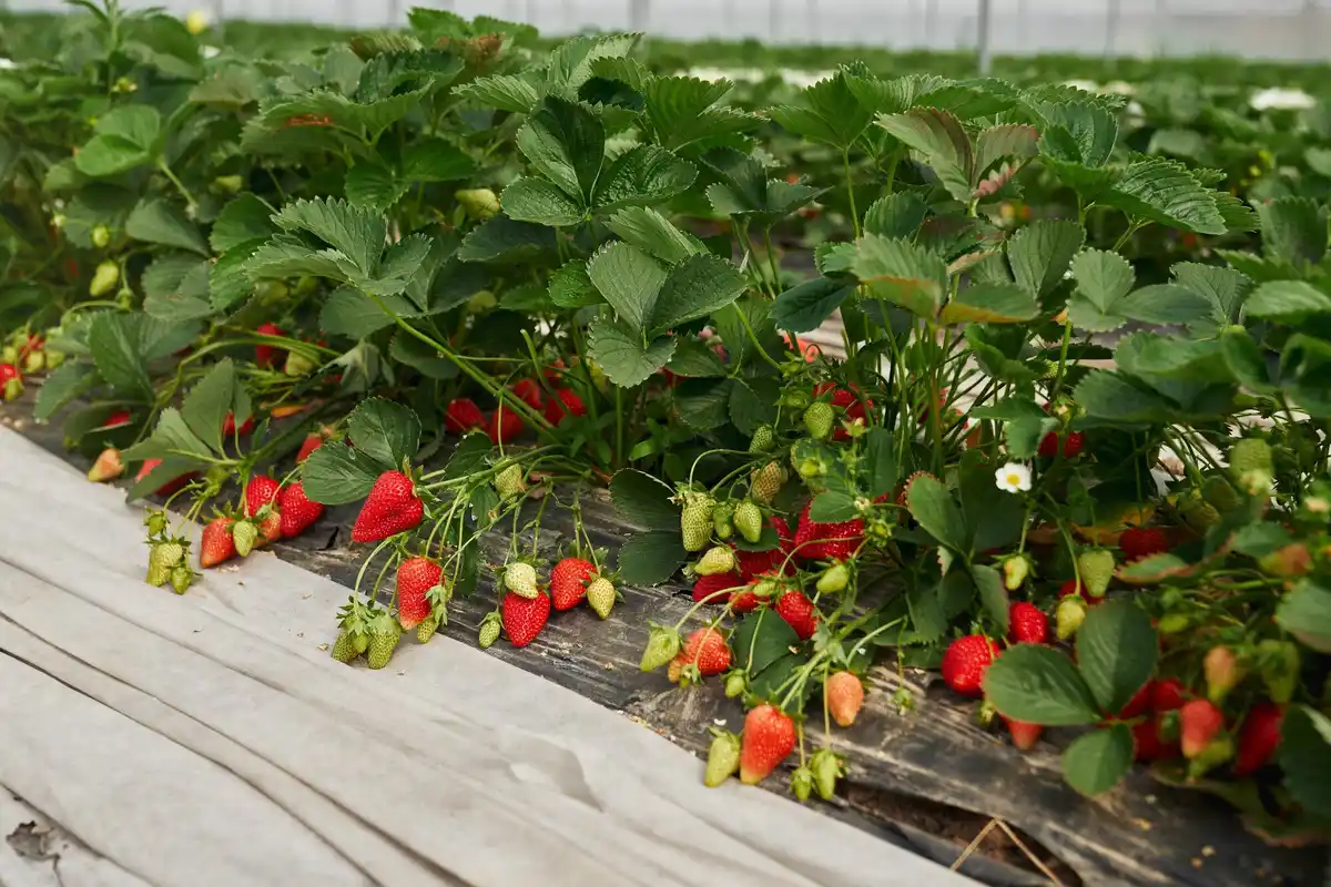 compost and sand mix for strawberry beds Czech Republic