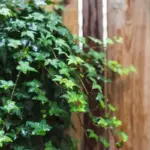 kiwi plant on Czech balcony