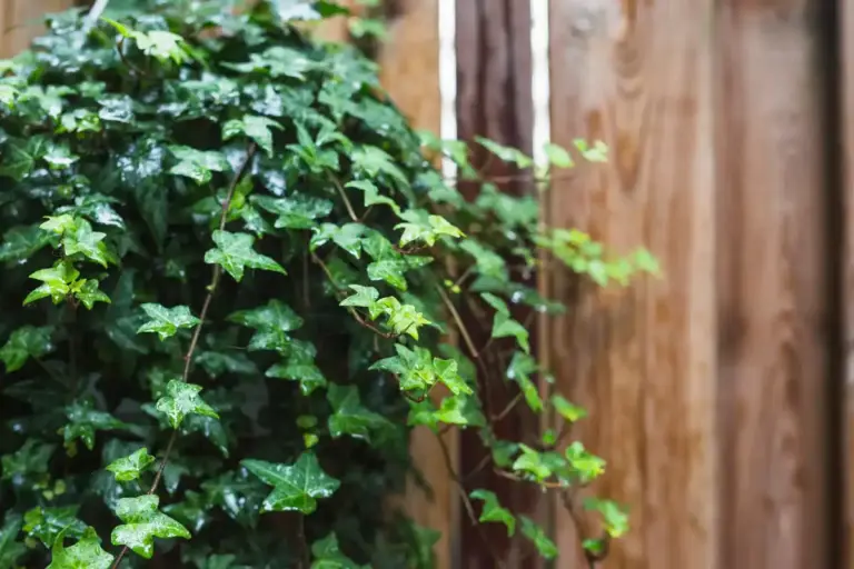 kiwi plant on Czech balcony