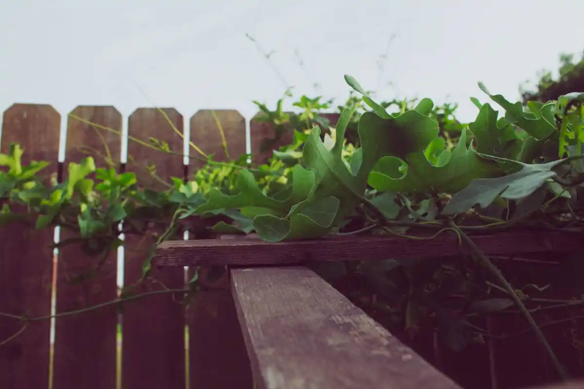 kiwi plant on Czech balcony