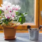 cheap indoor seed starting Czech windowsill