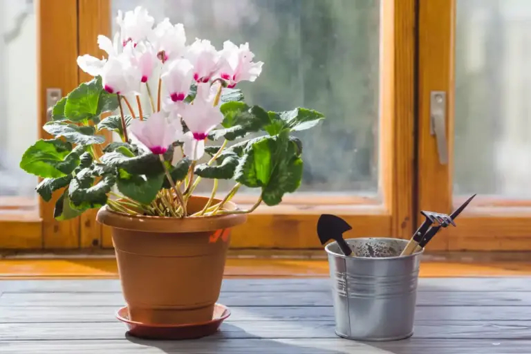 cheap indoor seed starting Czech windowsill