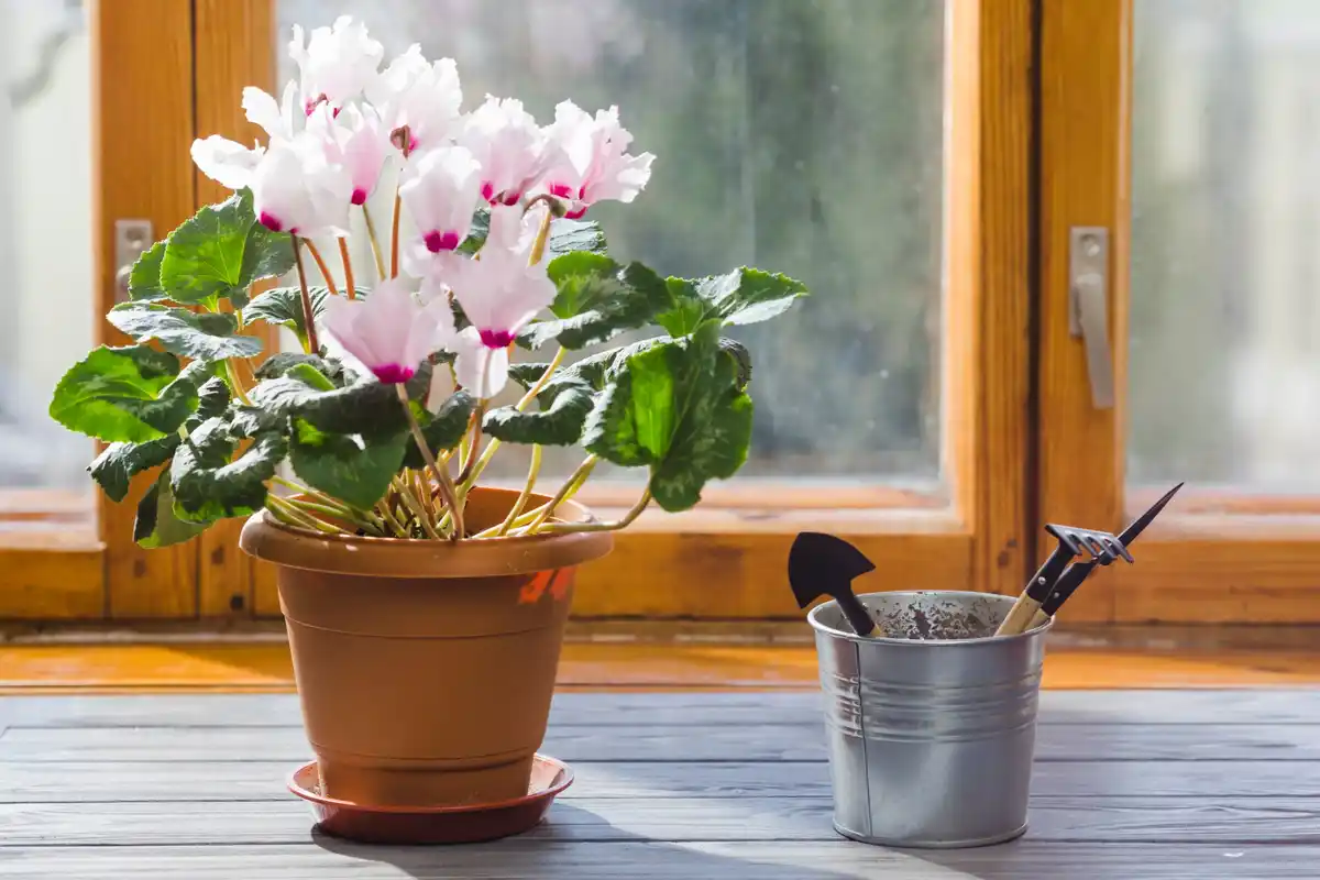 cheap indoor seed starting Czech windowsill