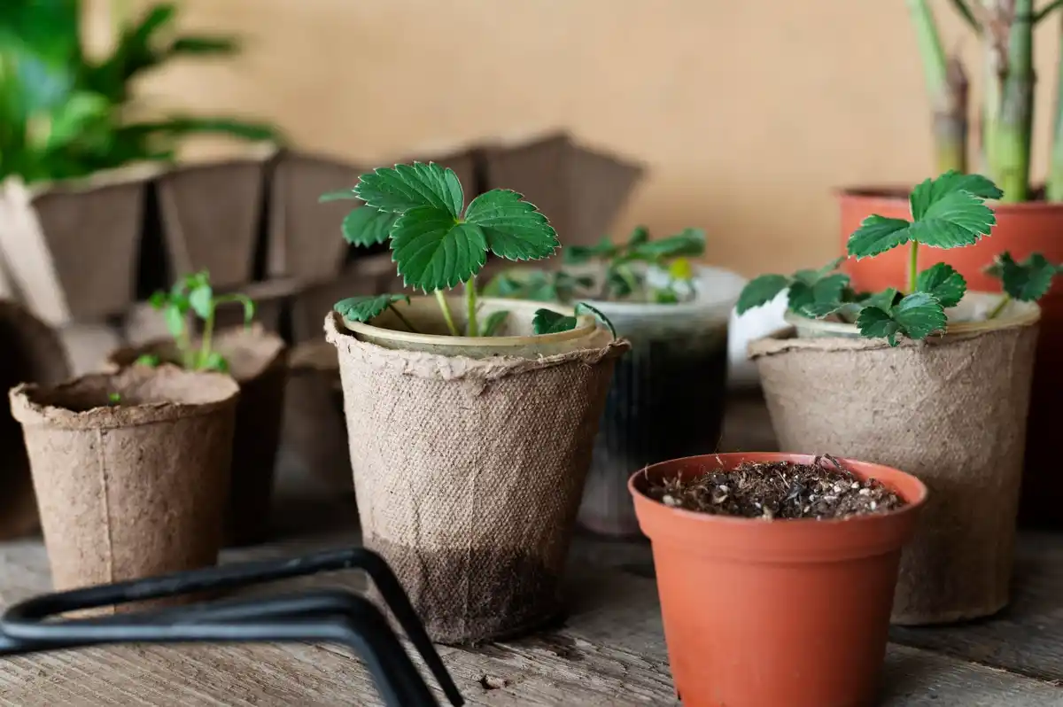 cheap homegrown seedlings in plastic containers czech apartment