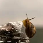 natural slug control garden Czech style