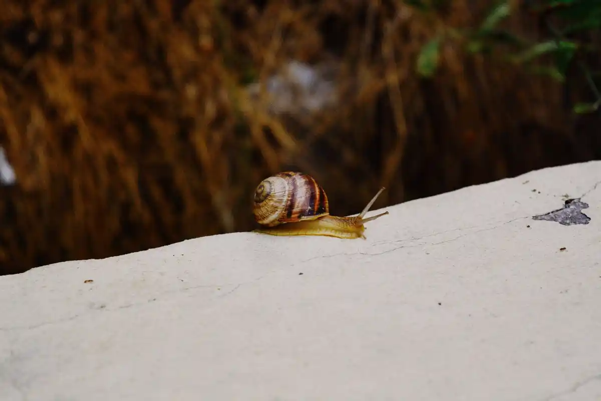 snails on garden soil beer trap
