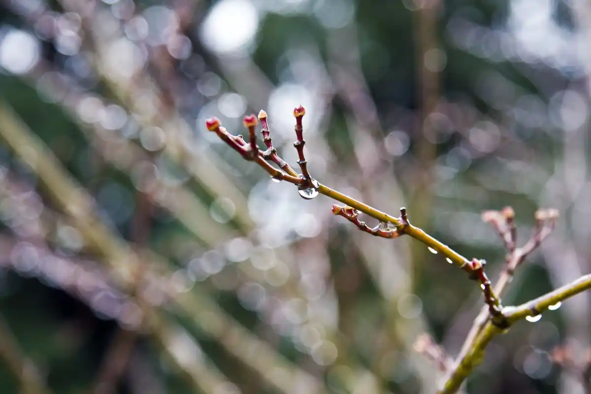 first spring lawn after winter close up