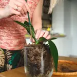 old stockings orchid care home gardening