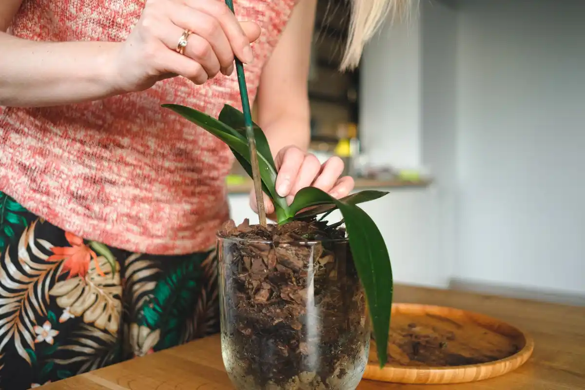 old stockings orchid care home gardening