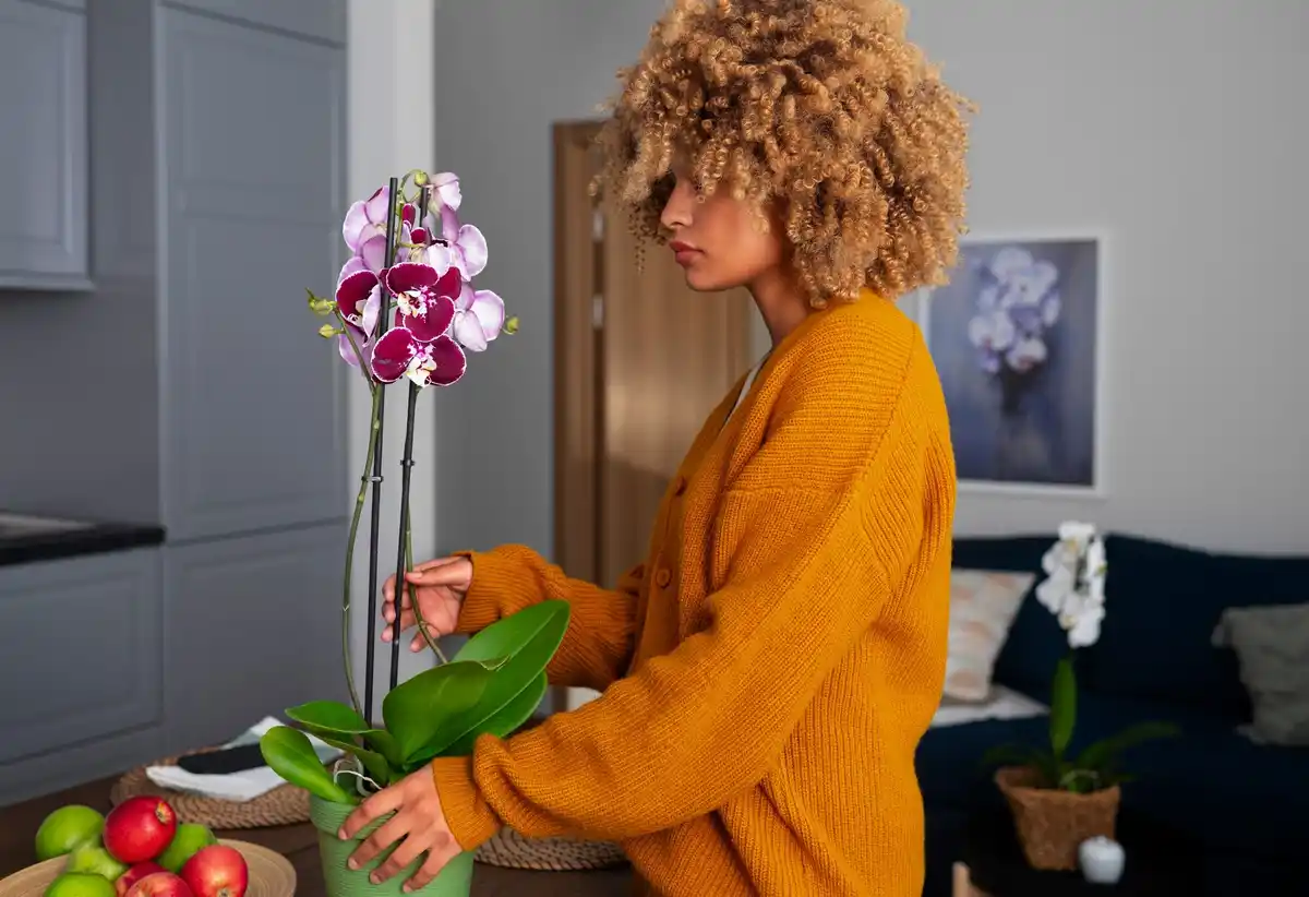 old nylon tights near blooming orchid indoor plant care