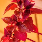 tomato leaves sunburned inside greenhouse