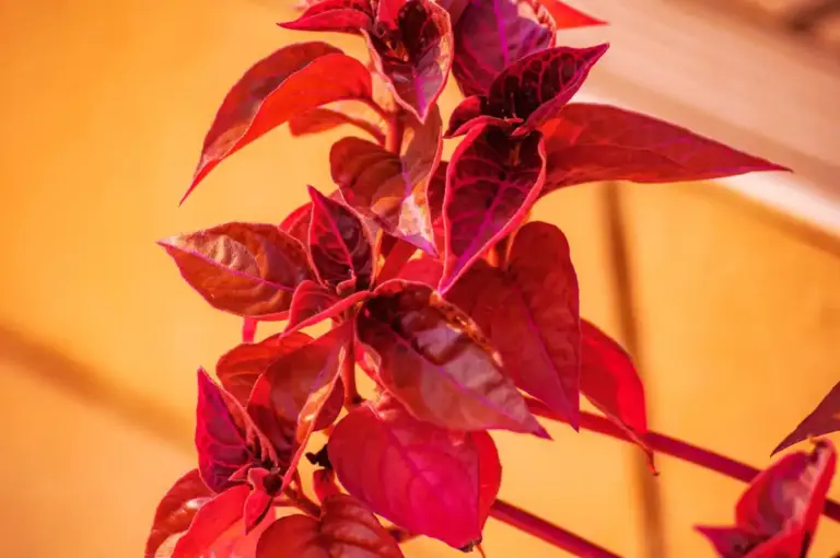 tomato leaves sunburned inside greenhouse