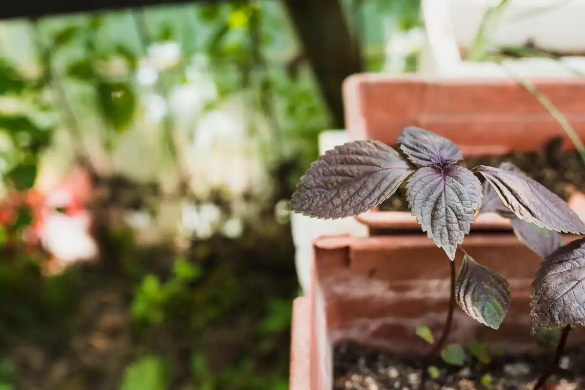 tomato plants burned leaves greenhouse