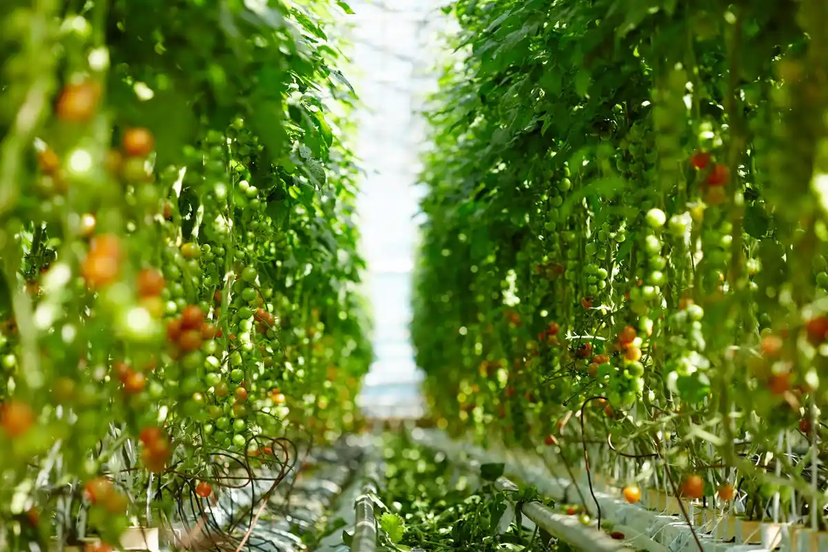 greenhouse shading net tomato crop protection