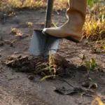planting potatoes mistake czech garden