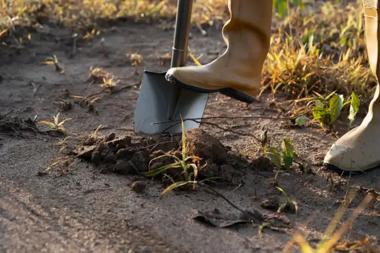 planting potatoes mistake czech garden