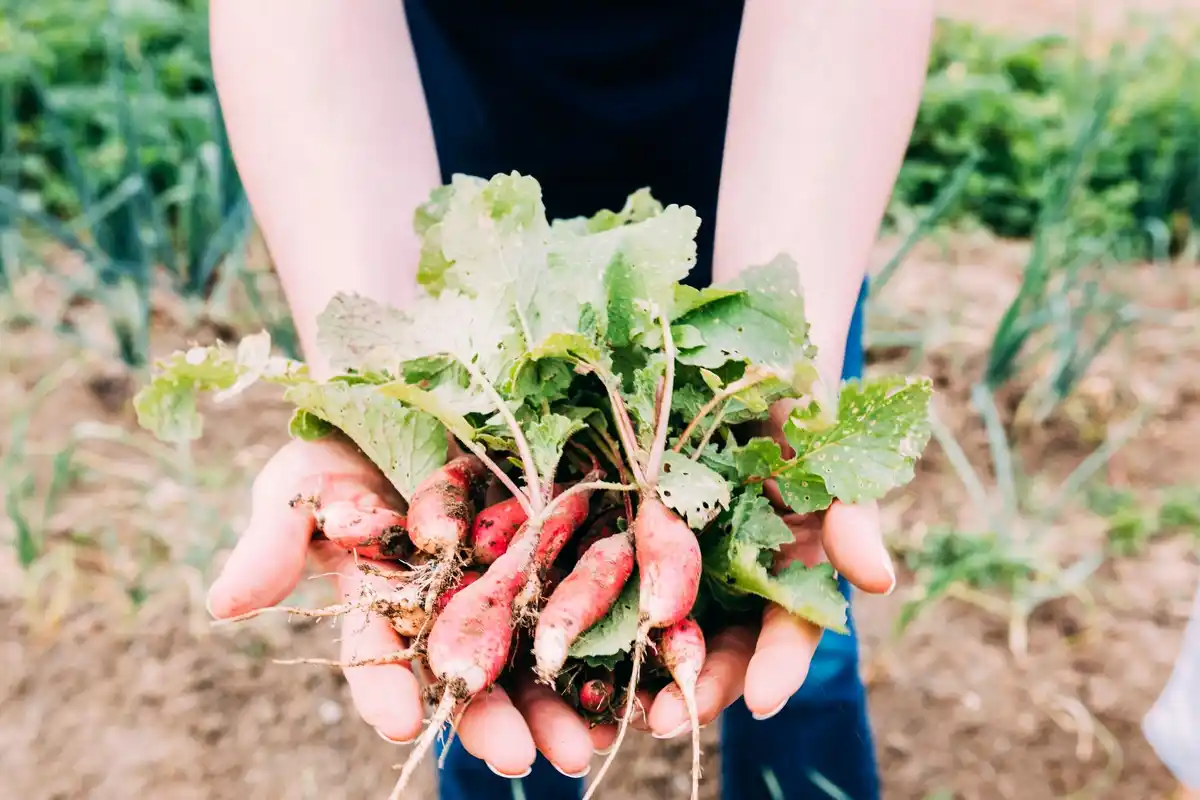 potato planting in czech garden closeup