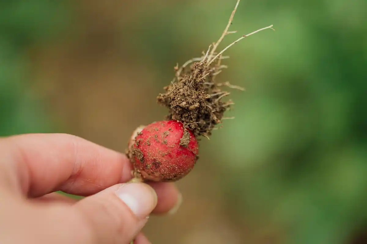 czech potato field with common planting mistakes