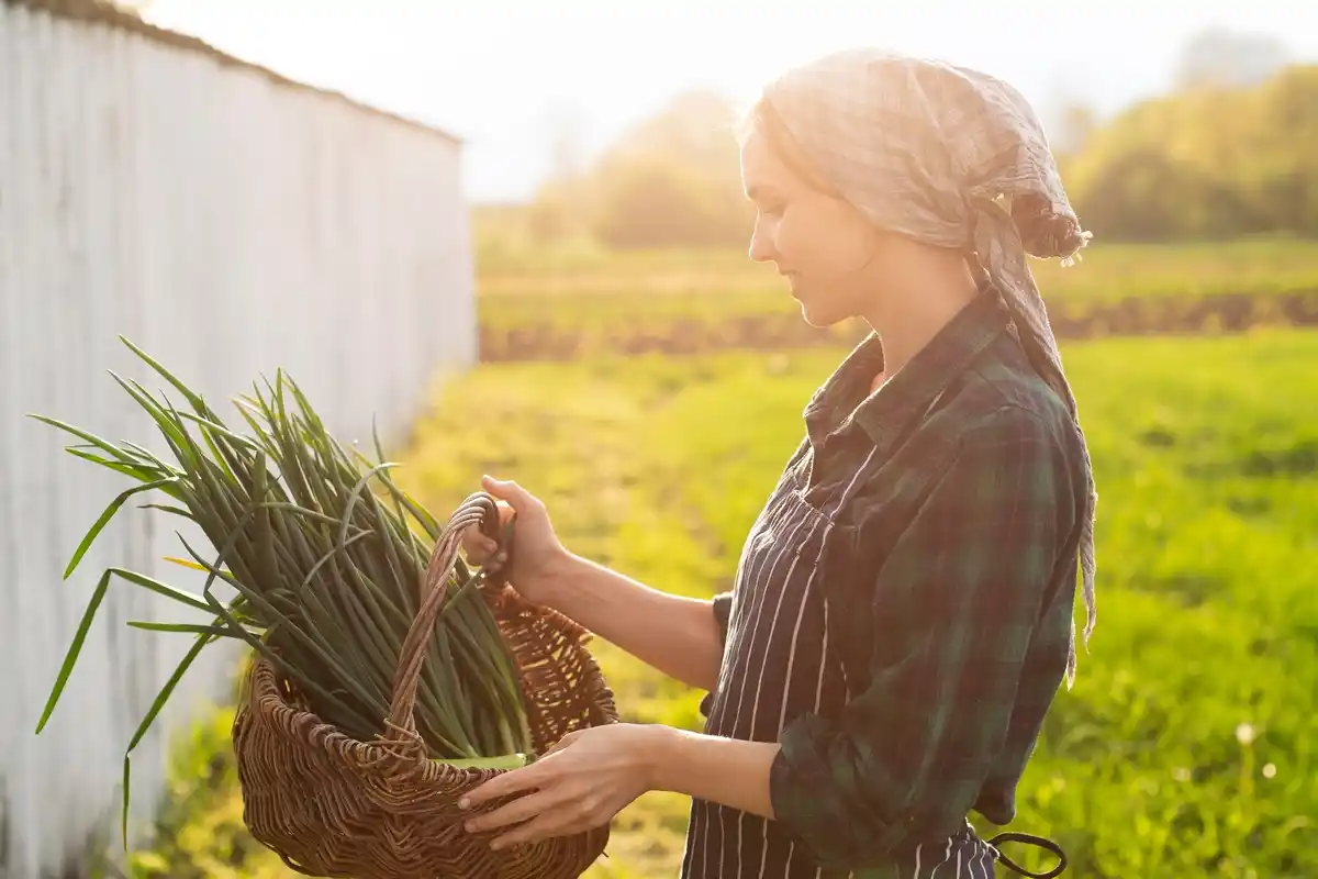 czech woman harvesting onions in garden summer