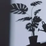 houseplant suffering from poor light sign window yellow leaves