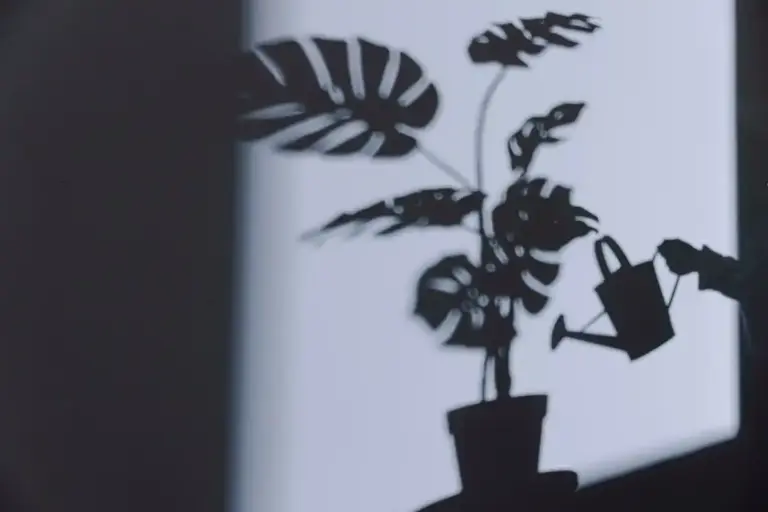 houseplant suffering from poor light sign window yellow leaves