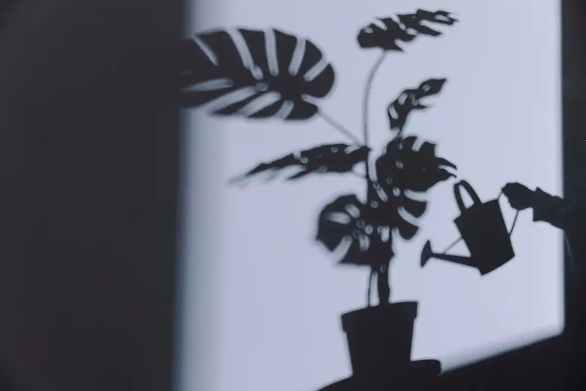houseplant suffering from poor light sign window yellow leaves