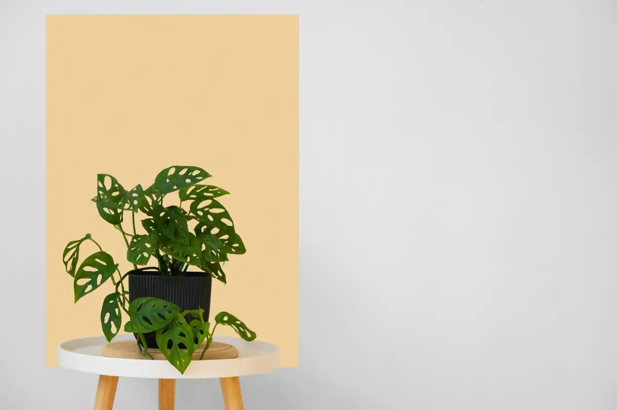 houseplant leaves turning yellow by window