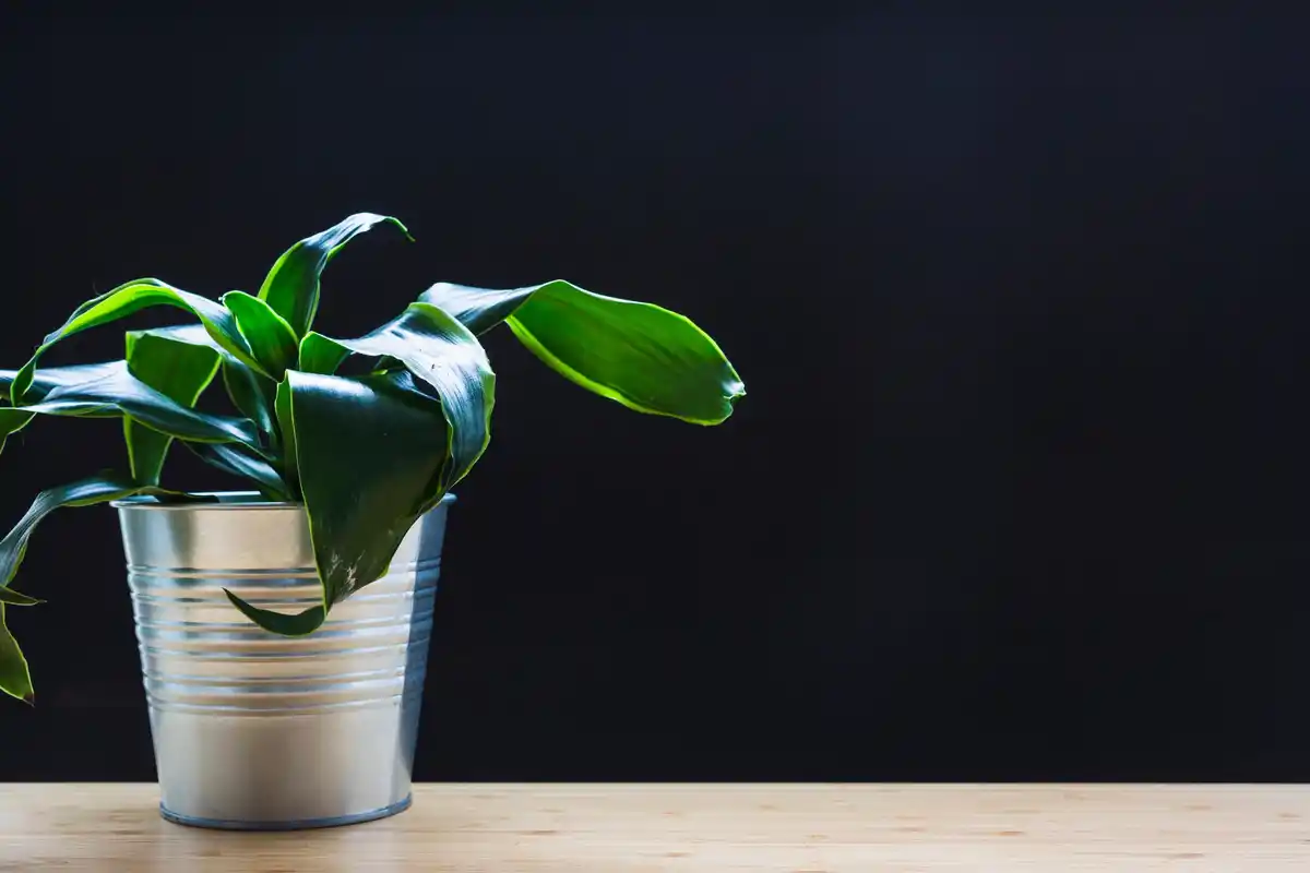 houseplant stretched thin stems low light etiolated