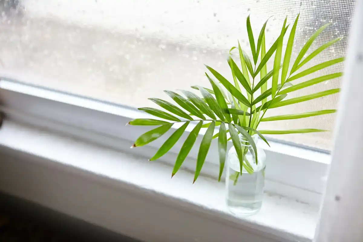 wilted houseplants winter window