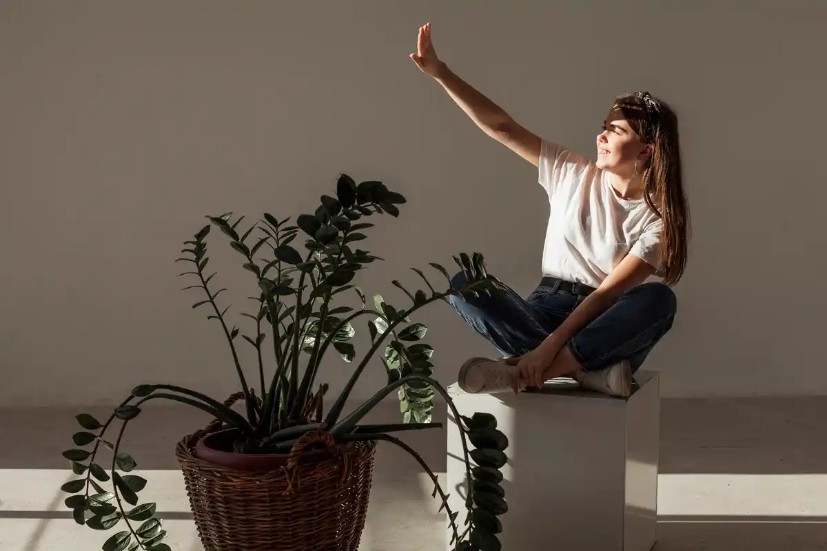 houseplant leaves brown tips dry air radiator