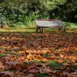 autumn leaves under trees in Czech garden
