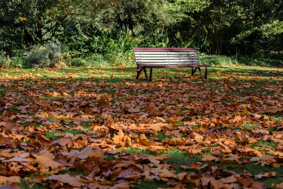 autumn leaves under trees in Czech garden