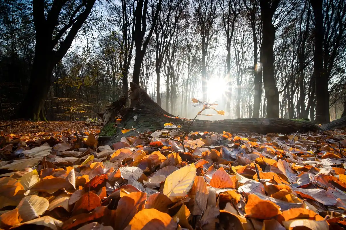 fallen autumn leaves under old tree in Czech garden