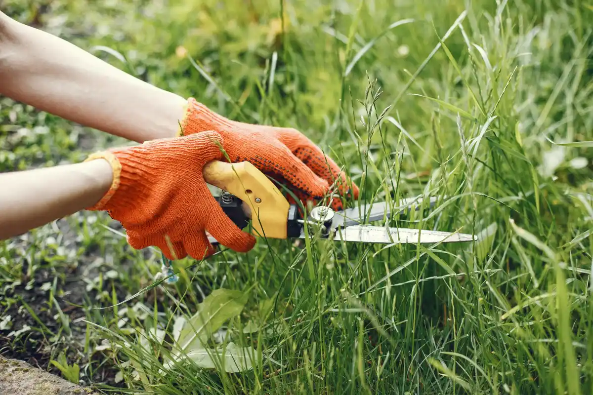 overused herbicide damage garden