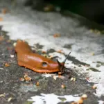 natural coffee slug repellent garden closeup