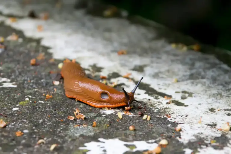 natural coffee slug repellent garden closeup