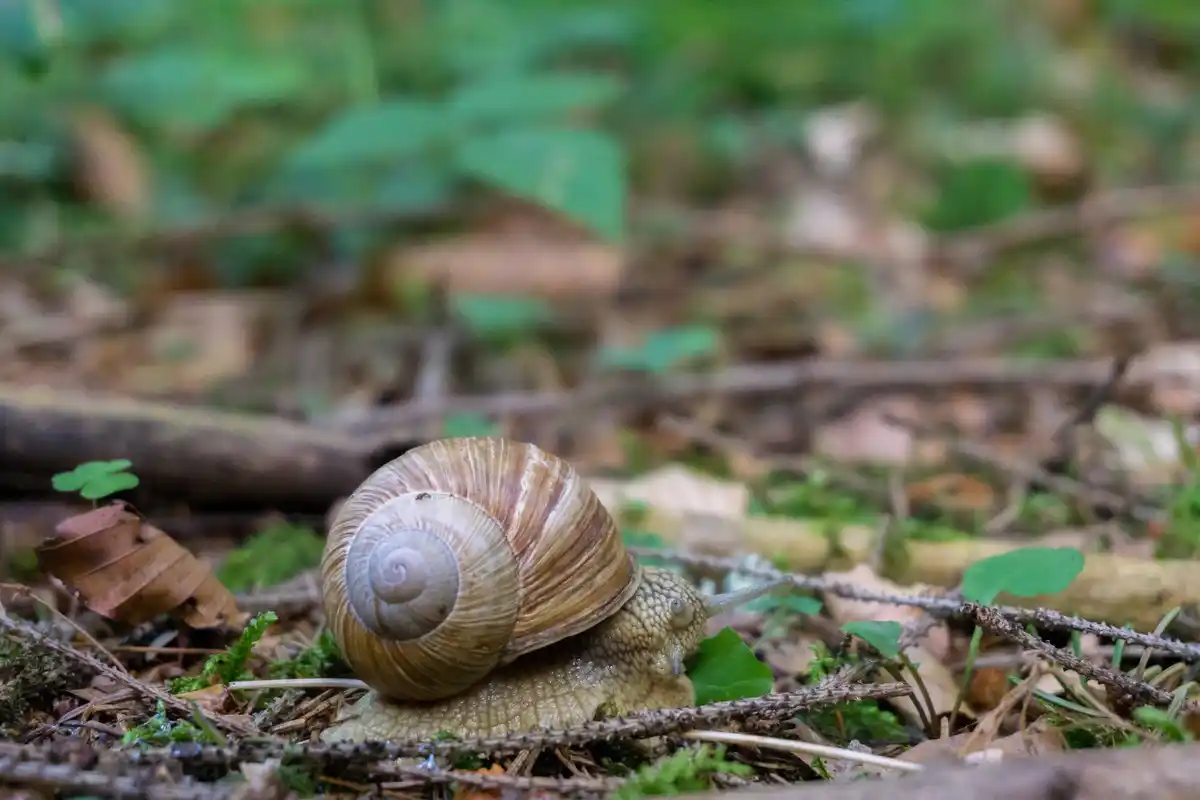 snails avoiding coffee garden