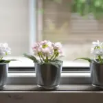 winter houseplants neglect dry soil window sun