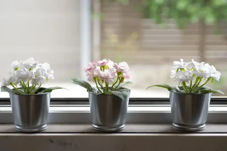 winter houseplants neglect dry soil window sun