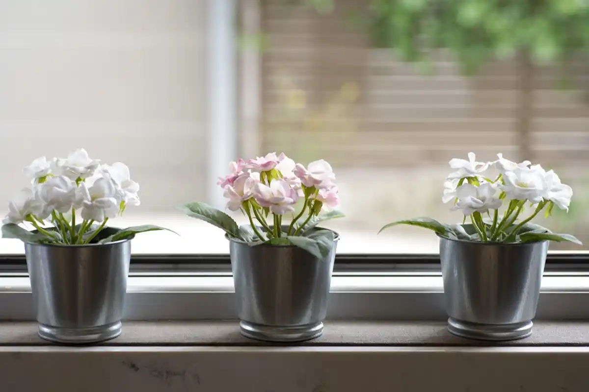 winter houseplants neglect dry soil window sun