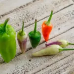 pepper plant not fruiting garden closeup