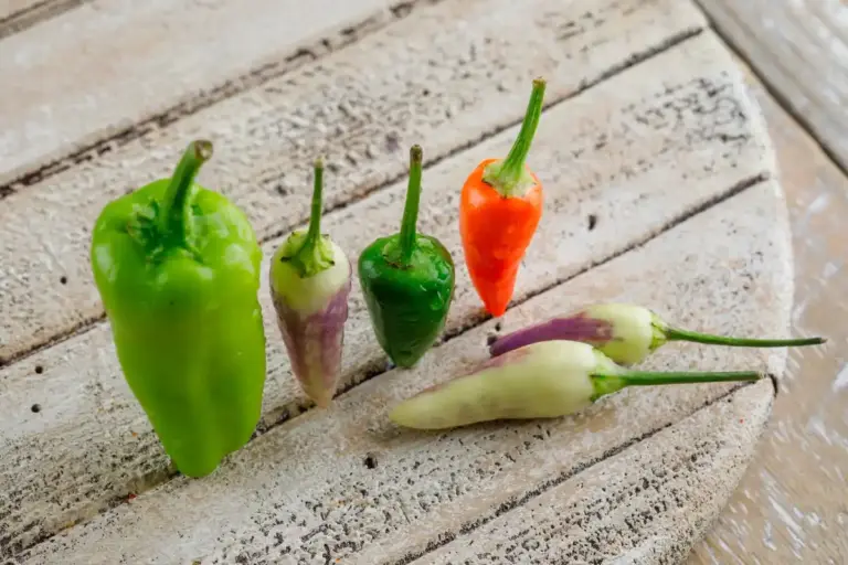 pepper plant not fruiting garden closeup