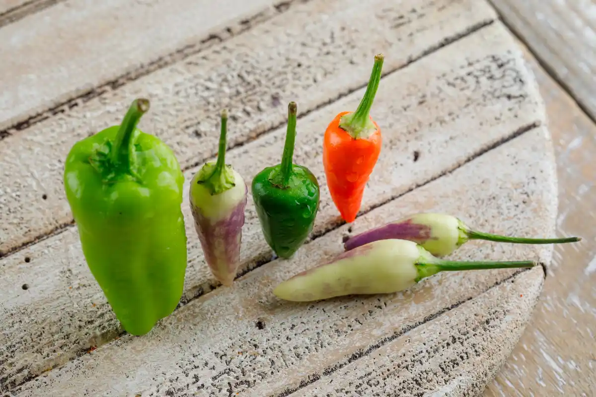 pepper plant not fruiting garden closeup