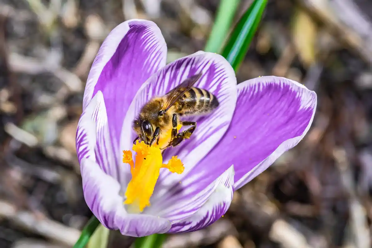 bee pollinating pepper flowers