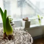 wilted houseplant sunny window