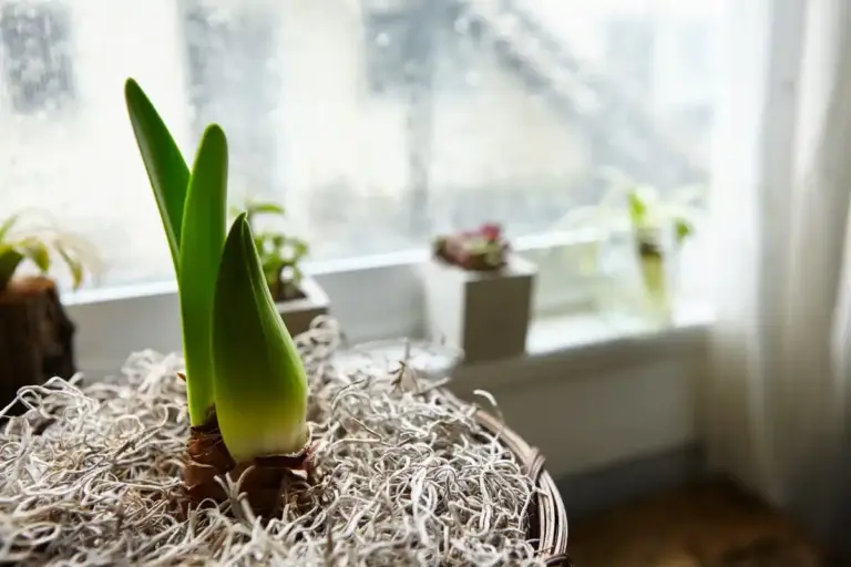 wilted houseplant sunny window