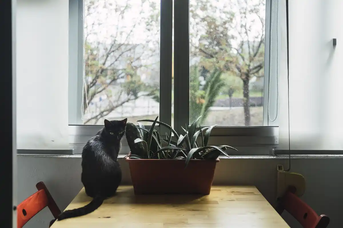 wilted houseplant on window