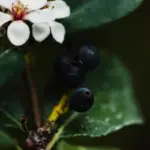 acidic soil blueberries plant garden Czech closeup