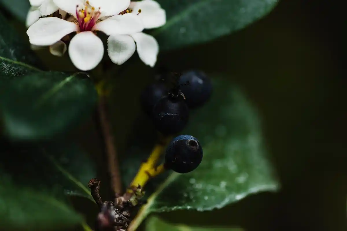 acidic soil blueberries plant garden Czech closeup