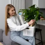 beginner friendly indoor houseplants living room